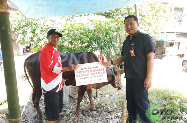 MPM Honda Jatim Konsisten Berbagi Hewan Kurban, Pererat Kebersamaan dengan Masyarakat 2025 terkini idhul adha (6)